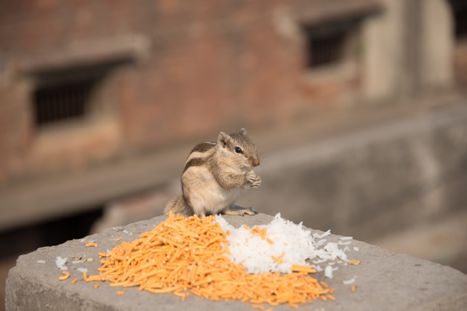 My dad photographed this gorgeous little critter - so so so cute - I love the wildlife in India :D
